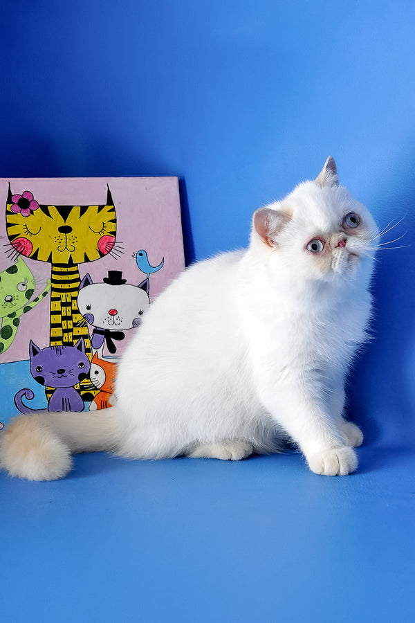 Jemma | Exotic Shorthair Kitten