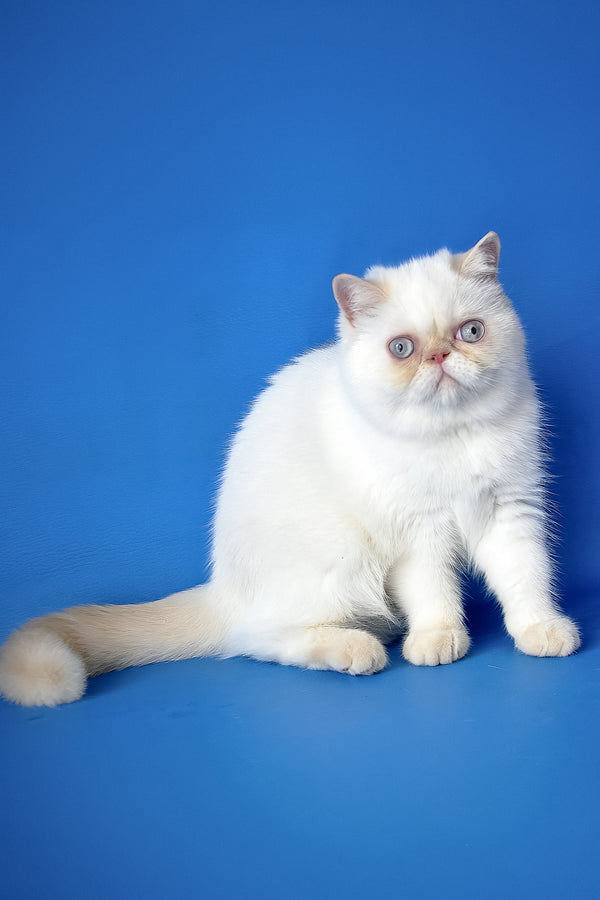 Jemma | Exotic Shorthair Kitten