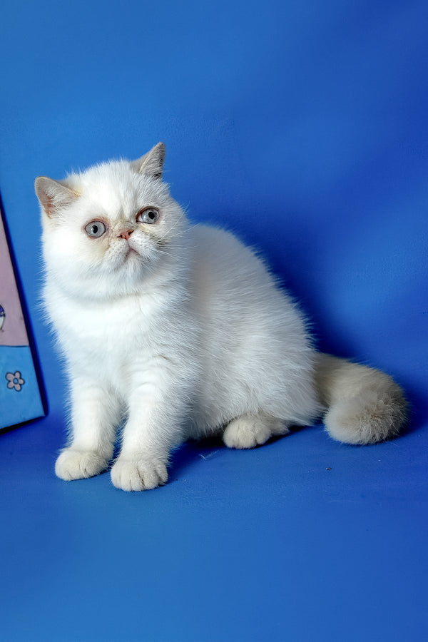 Jemma | Exotic Shorthair Kitten