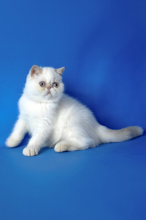Jemma | Exotic Shorthair Kitten