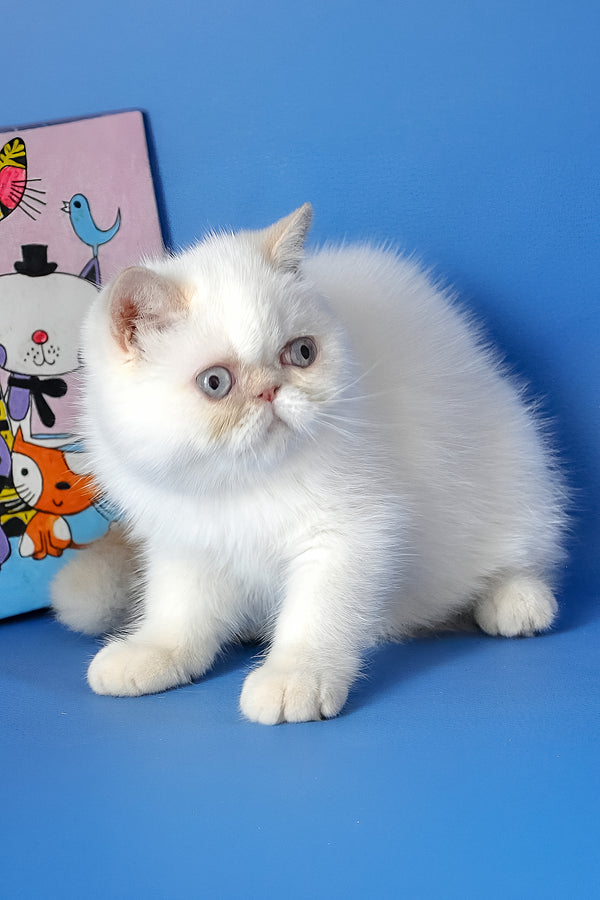 Jemma | Exotic Shorthair Kitten
