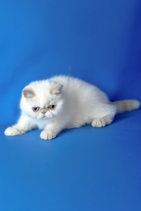 Jemma | Exotic Shorthair Kitten