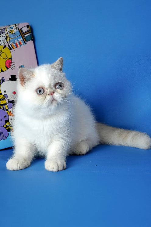 Jemma | Exotic Shorthair Kitten