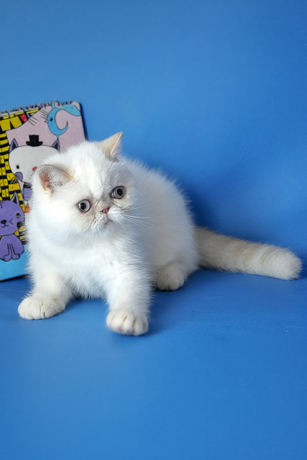 Jemma | Exotic Shorthair Kitten
