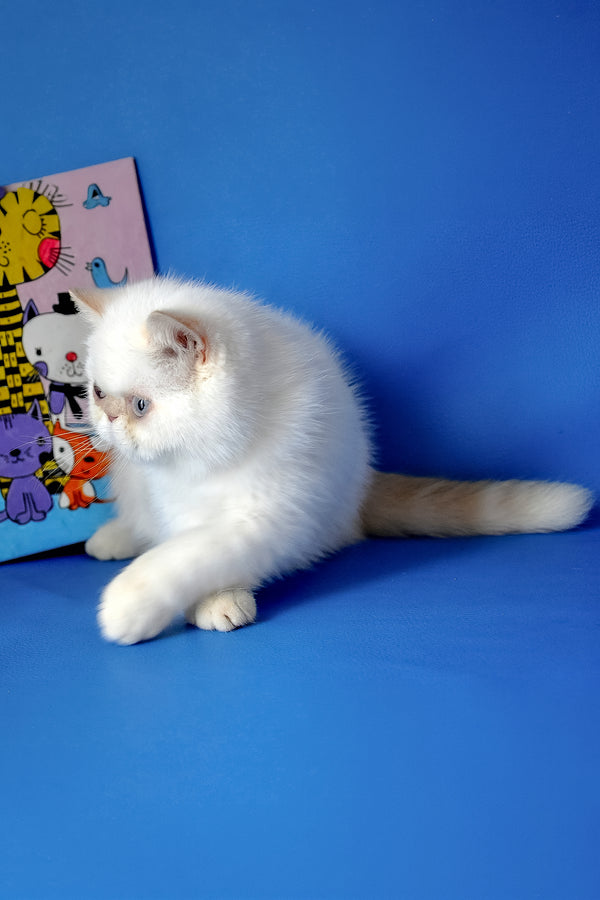 Jemma | Exotic Shorthair Kitten