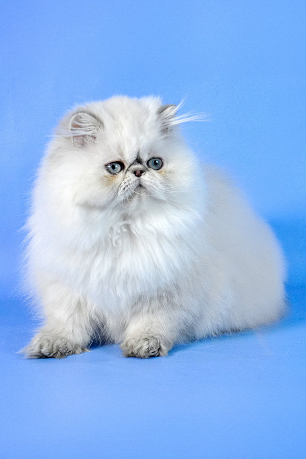 Jenny | Persian Kitten