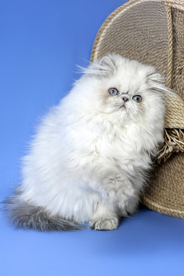 Jenny | Persian Kitten