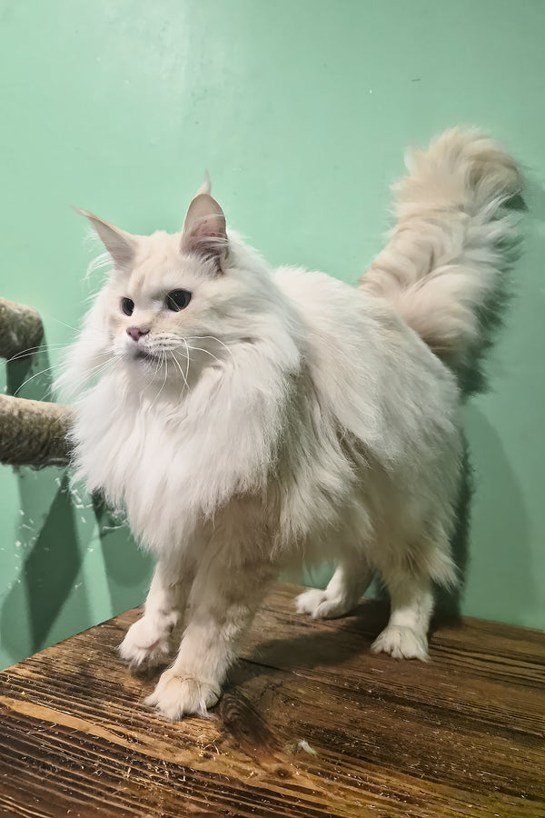 Jenny | Maine Coon Kitten