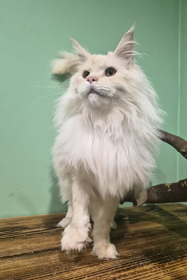 Jenny | Maine Coon Kitten