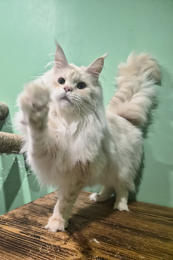 Jenny | Maine Coon Kitten
