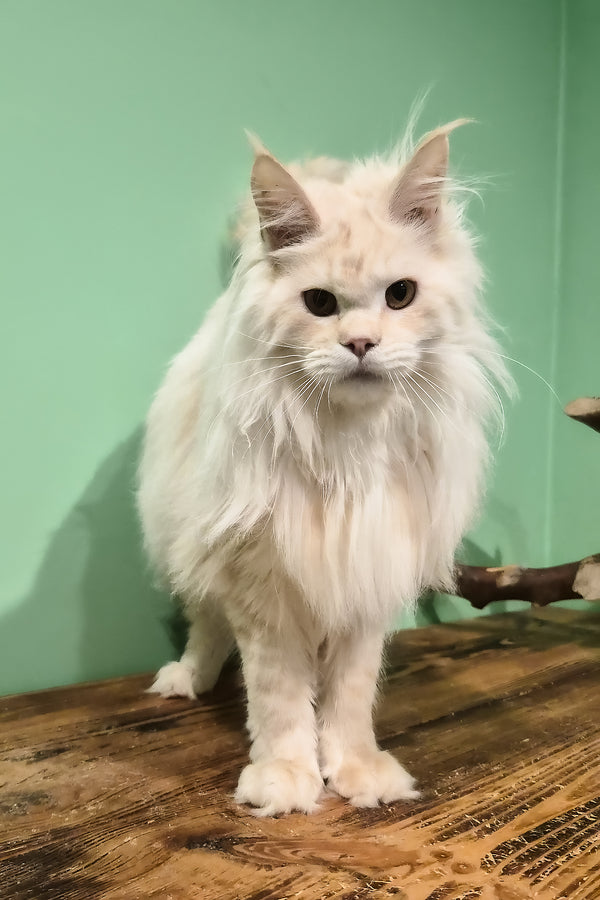 Jenny | Maine Coon Kitten