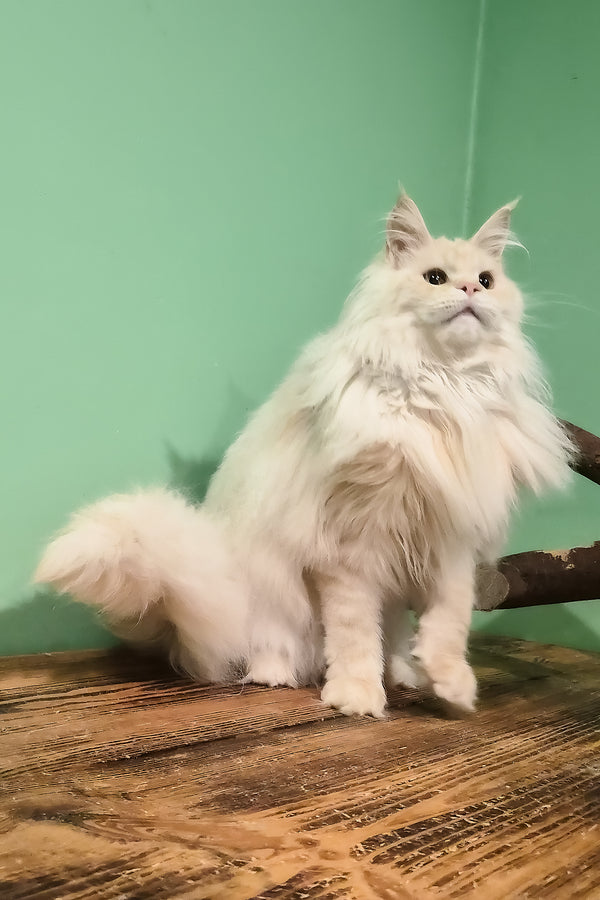 Jenny | Maine Coon Kitten