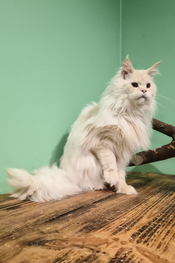 Jenny | Maine Coon Kitten