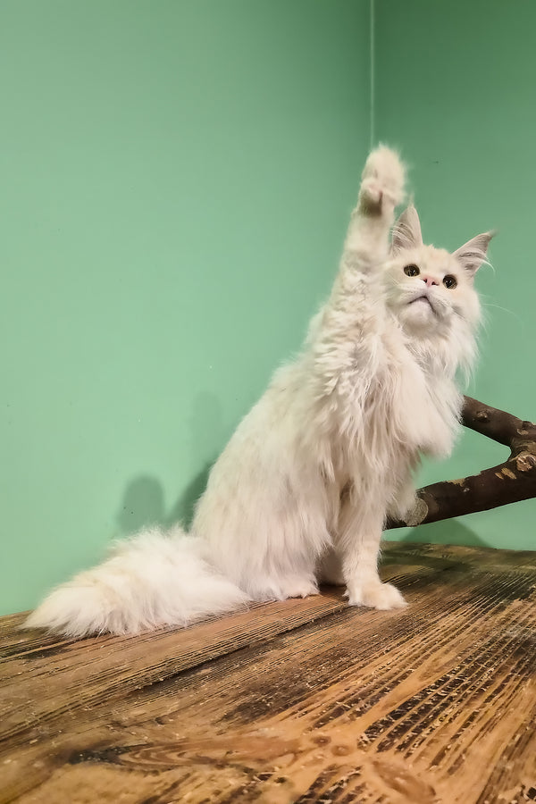 Jenny | Maine Coon Kitten