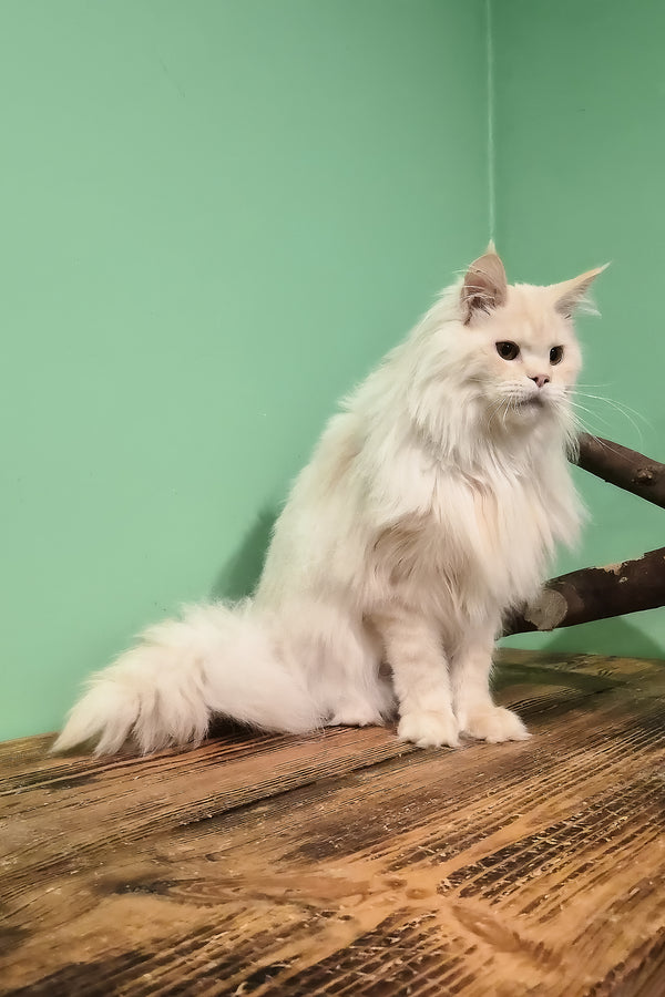 Jenny | Maine Coon Kitten