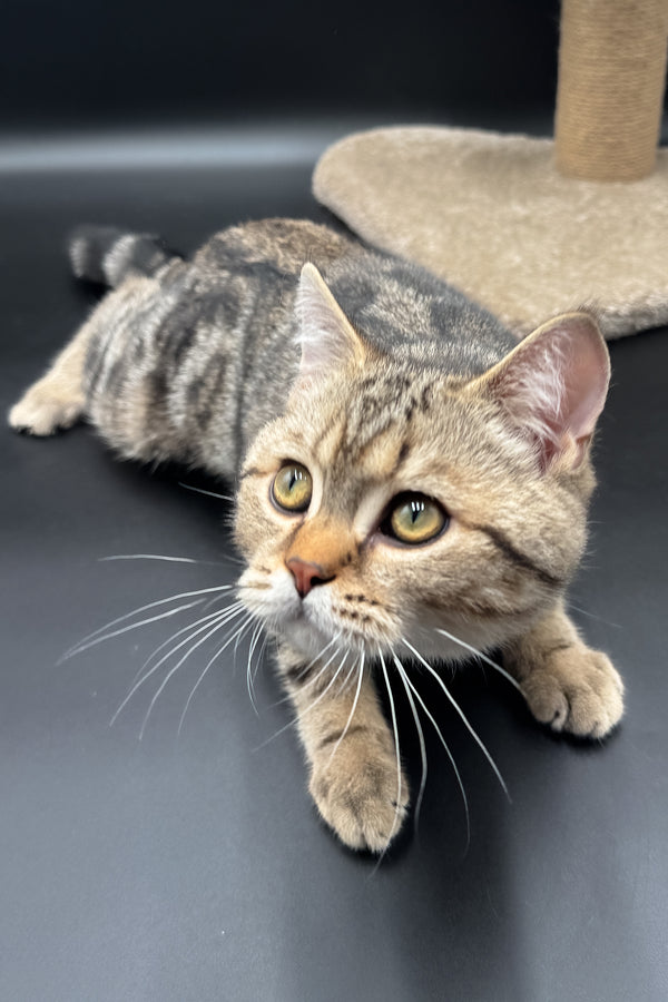 Jerry | Scottish Straight Kitten