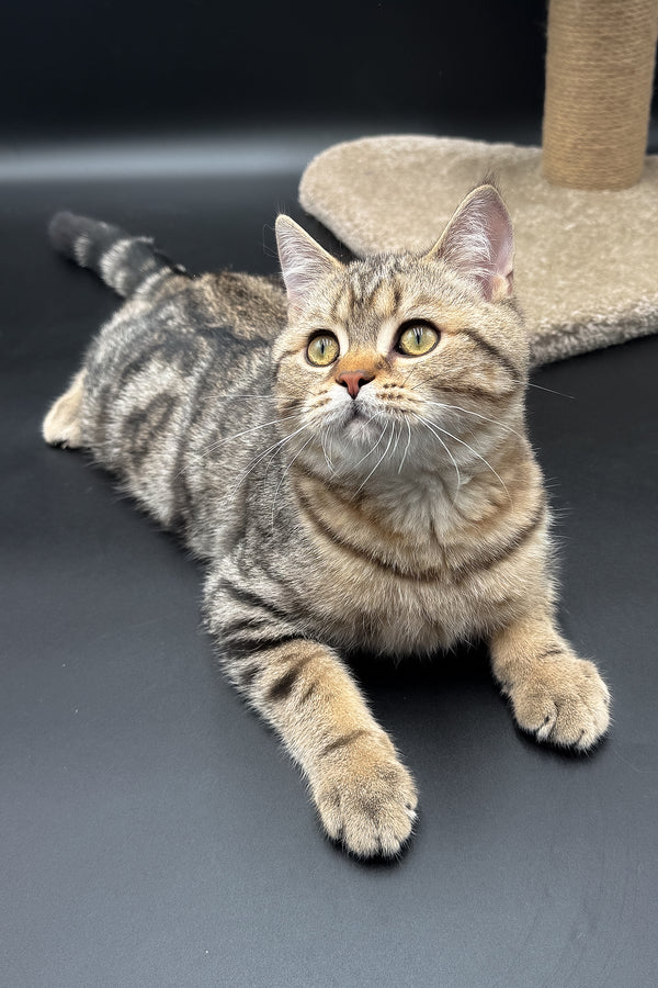 Jerry | Scottish Straight Kitten
