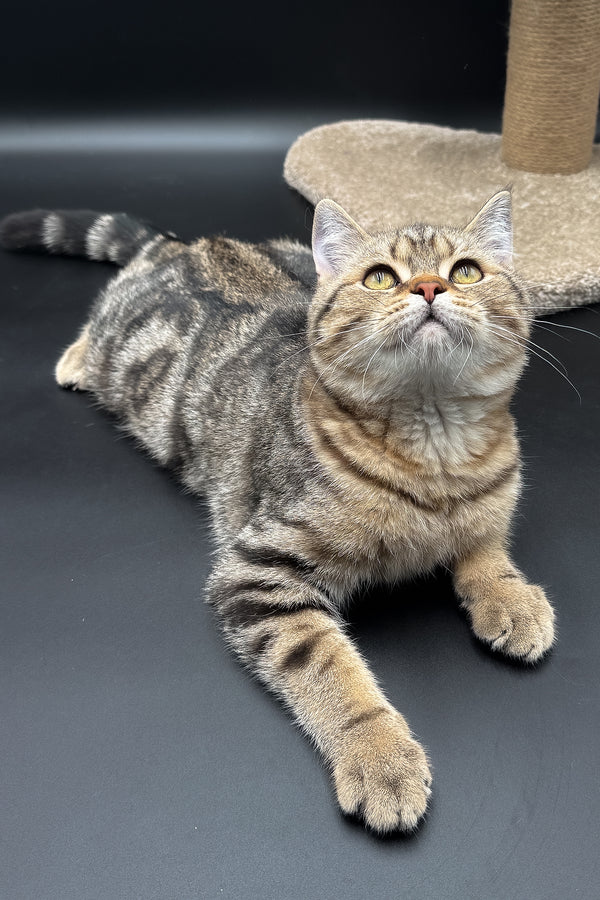 Jerry | Scottish Straight Kitten