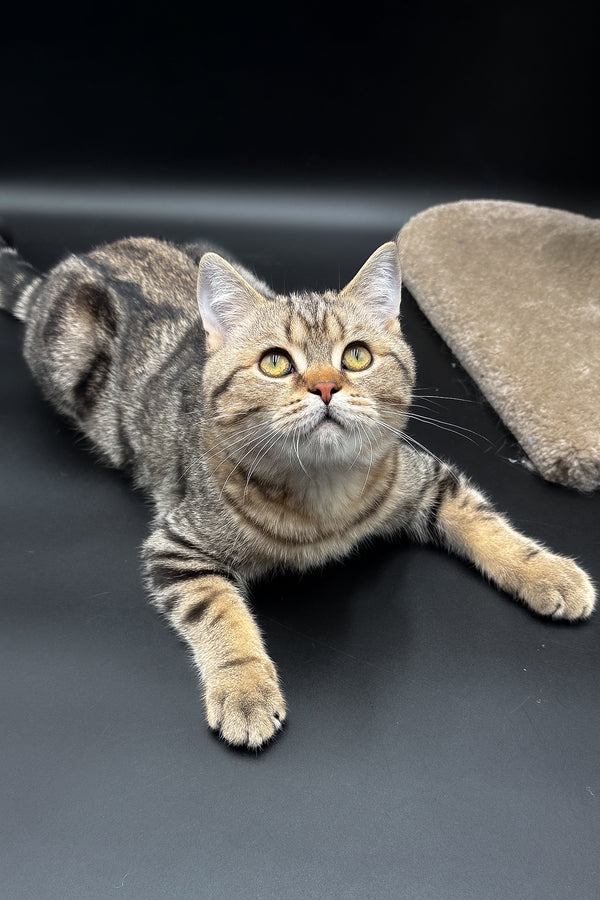 Jerry | Scottish Straight Kitten