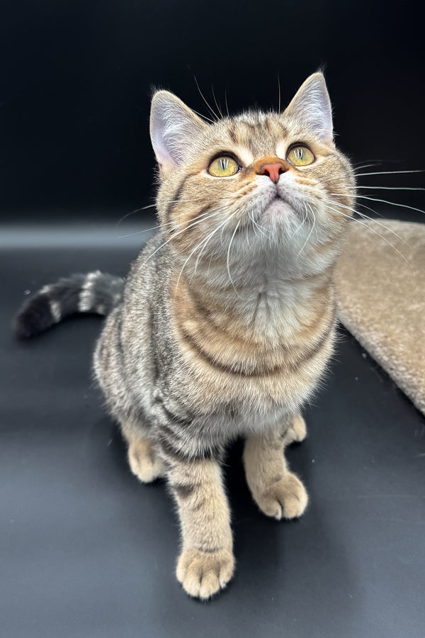 Jerry | Scottish Straight Kitten