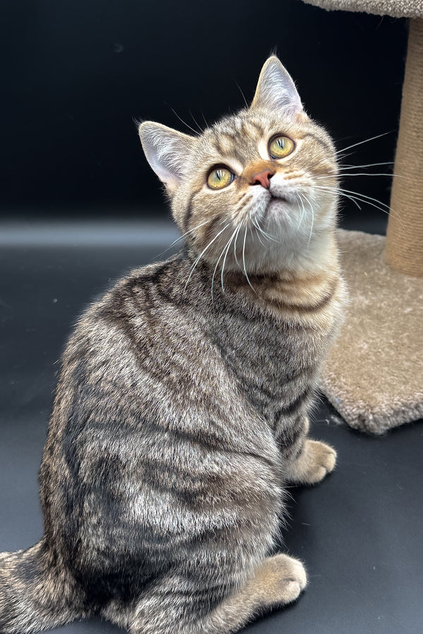Jerry | Scottish Straight Kitten