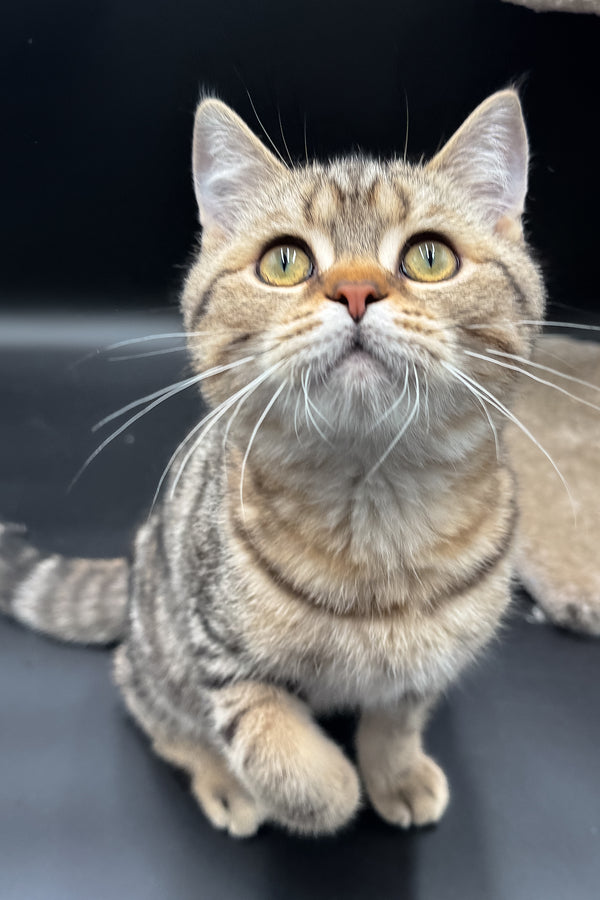 Jerry | Scottish Straight Kitten