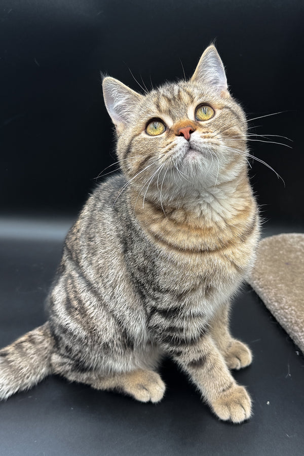 Jerry | Scottish Straight Kitten