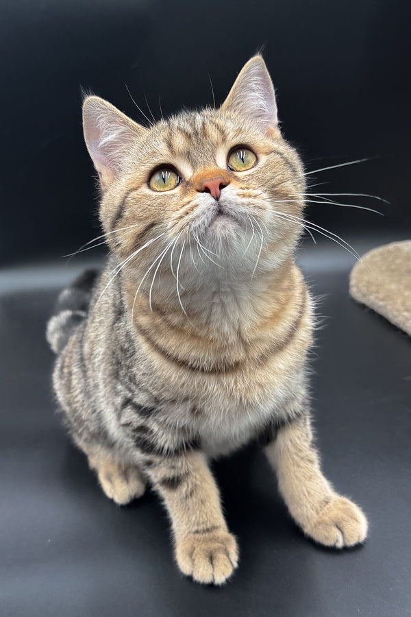 Jerry | Scottish Straight Kitten