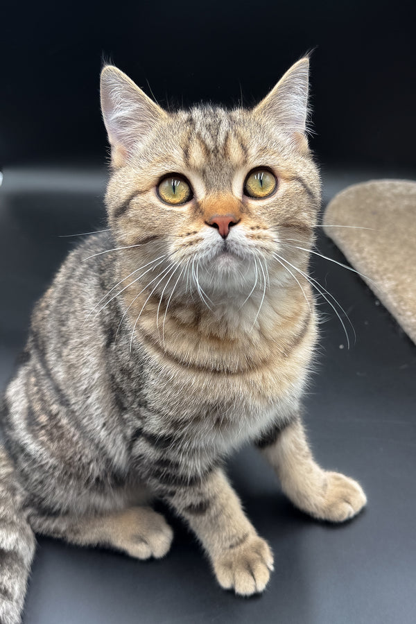 Jerry | Scottish Straight Kitten