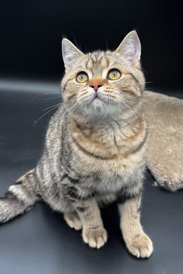 Jerry | Scottish Straight Kitten