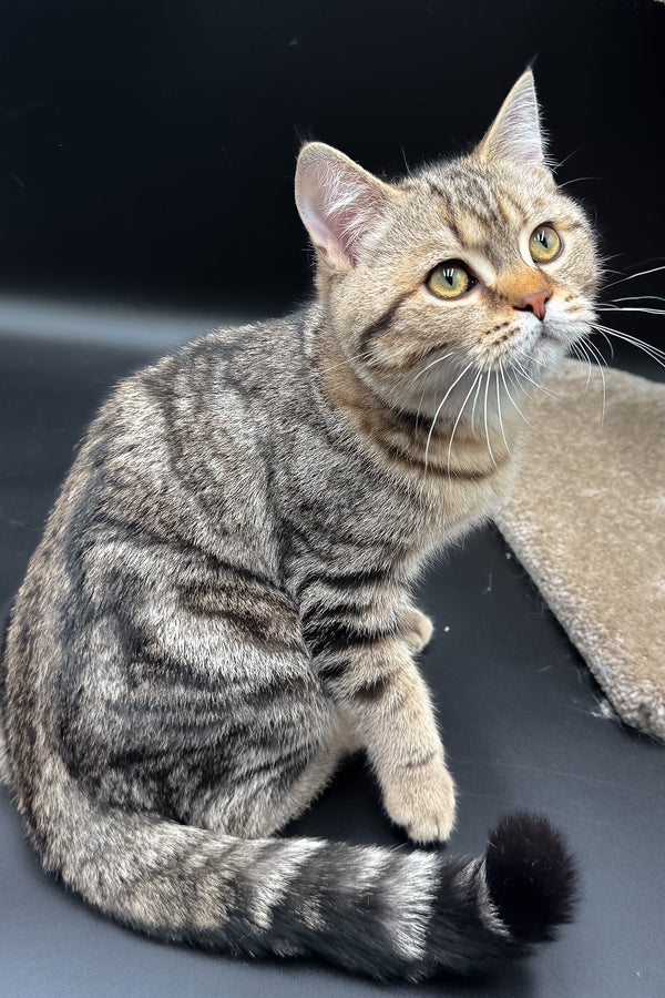 Jerry | Scottish Straight Kitten