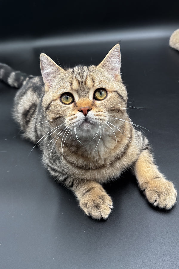 Jerry | Scottish Straight Kitten