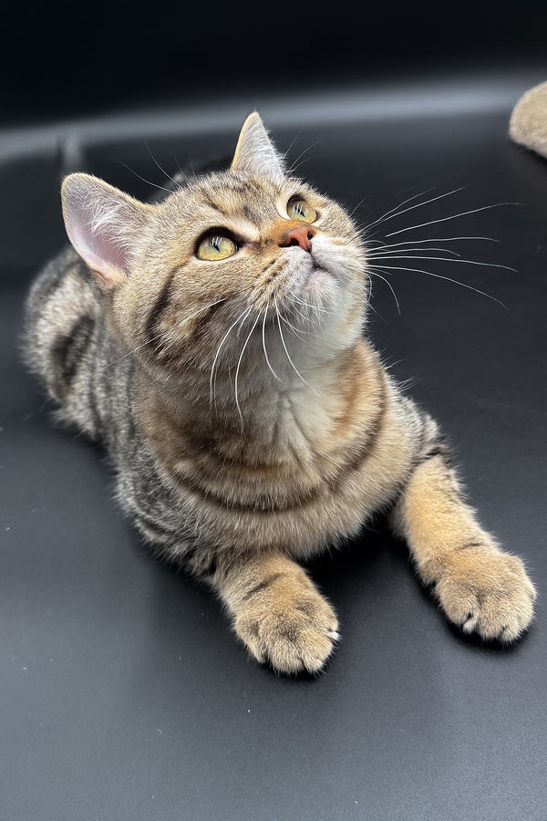 Jerry | Scottish Straight Kitten