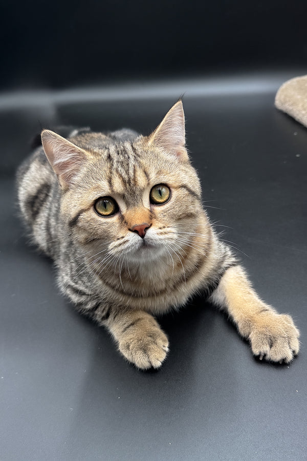 Jerry | Scottish Straight Kitten