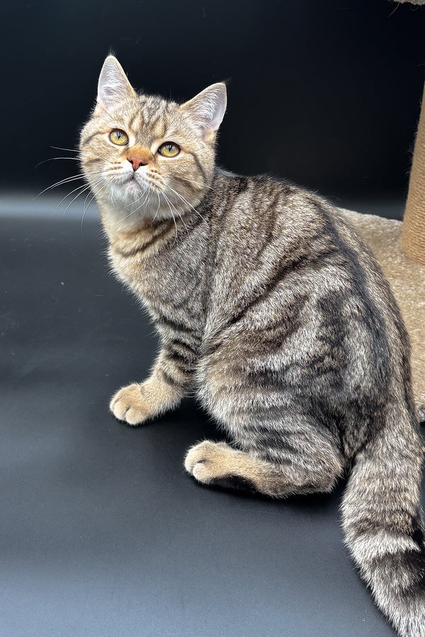 Jerry | Scottish Straight Kitten