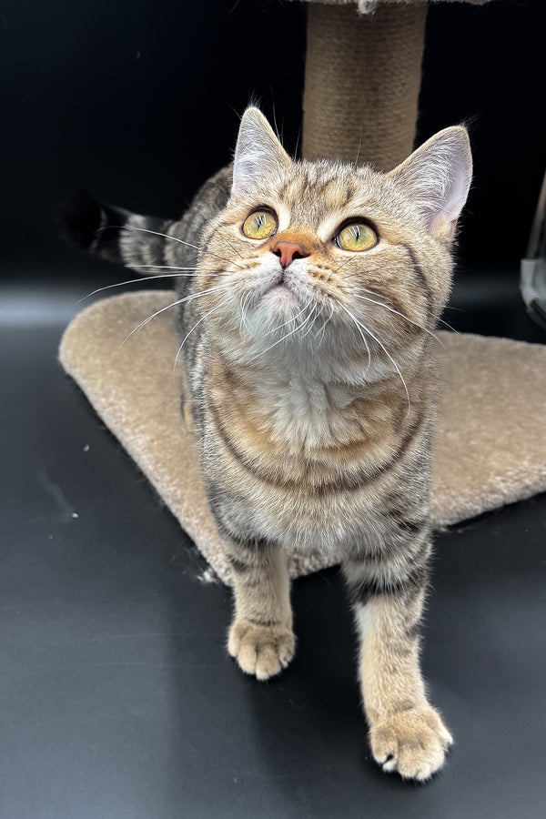 Jerry | Scottish Straight Kitten