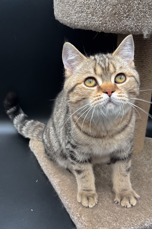 Jerry | Scottish Straight Kitten