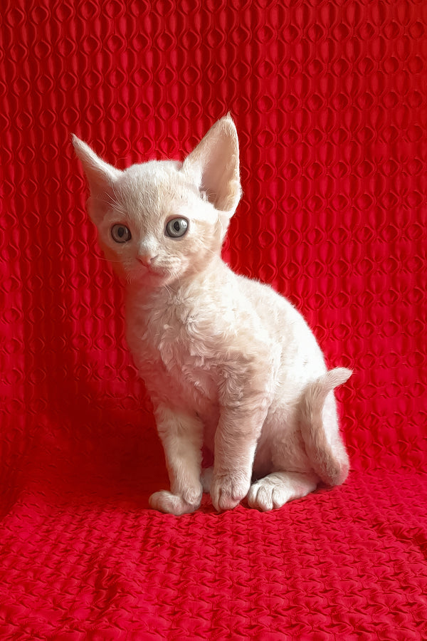 Jerry | Devon Rex Kitten