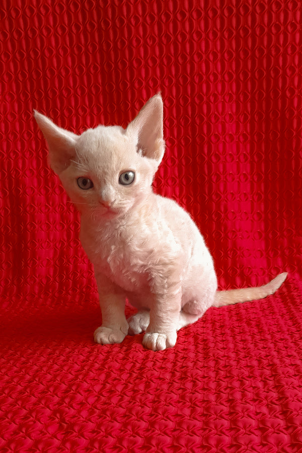 Jerry | Devon Rex Kitten