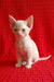 Jerry | Devon Rex Kitten