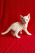 Jerry | Devon Rex Kitten