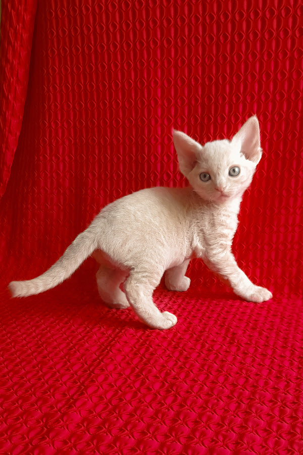 Jerry | Devon Rex Kitten