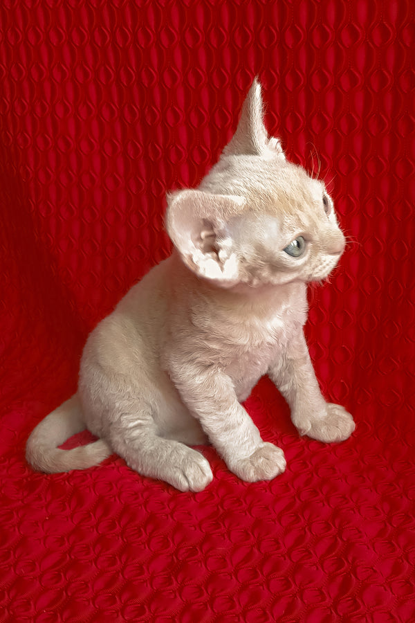 Jerry | Devon Rex Kitten
