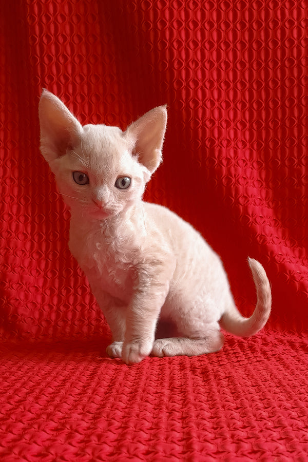 Jerry | Devon Rex Kitten