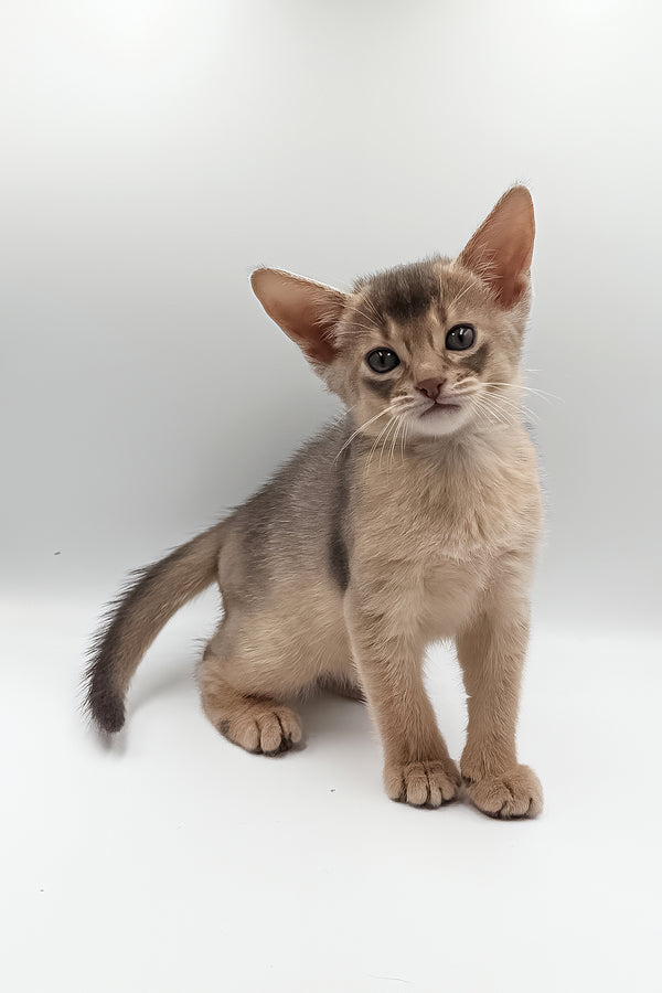 Jerry | Abyssinian Kitten