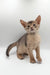 Jerry | Abyssinian Kitten