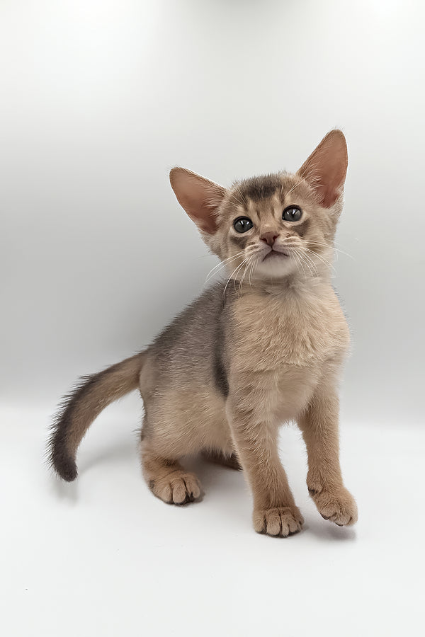 Jerry | Abyssinian Kitten