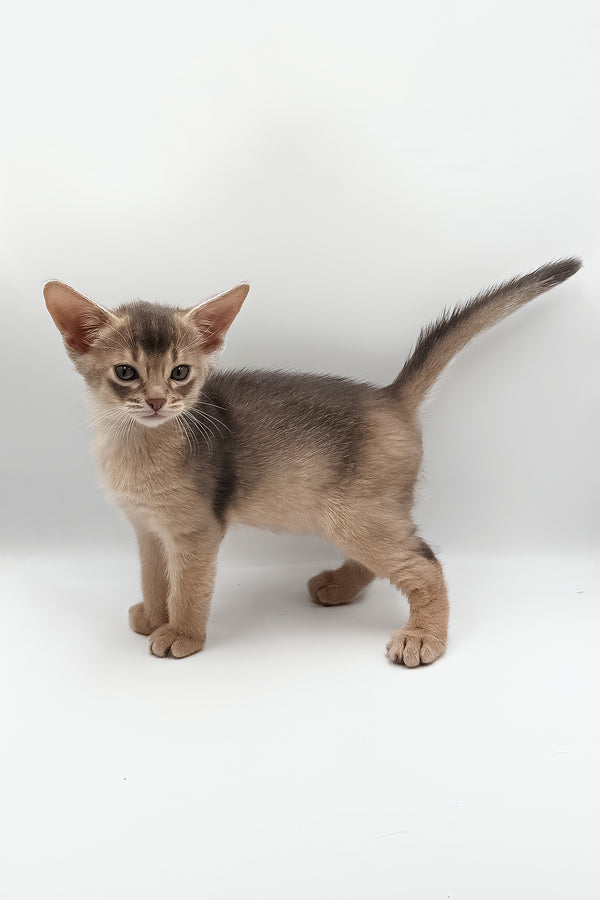 Jerry | Abyssinian Kitten