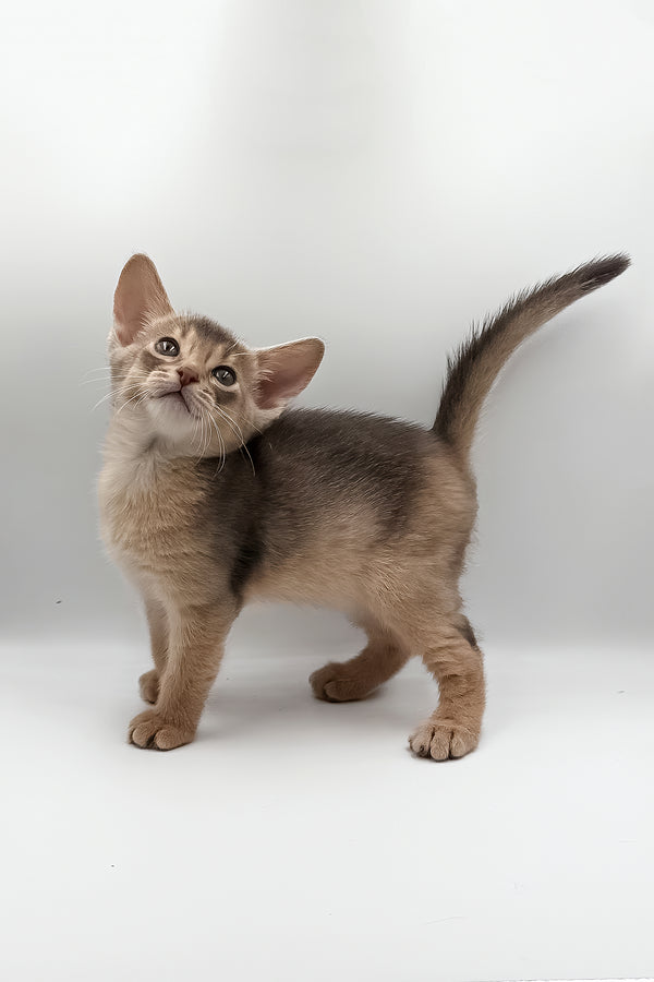 Jerry | Abyssinian Kitten