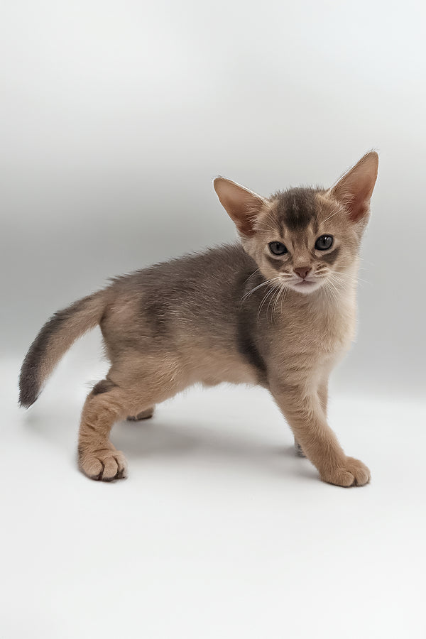 Jerry | Abyssinian Kitten